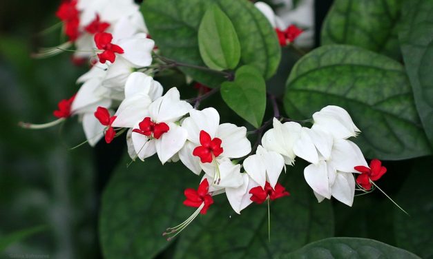 Bunga Sirih Menjadi Simbol Dalam Kebudayaan Tradisional