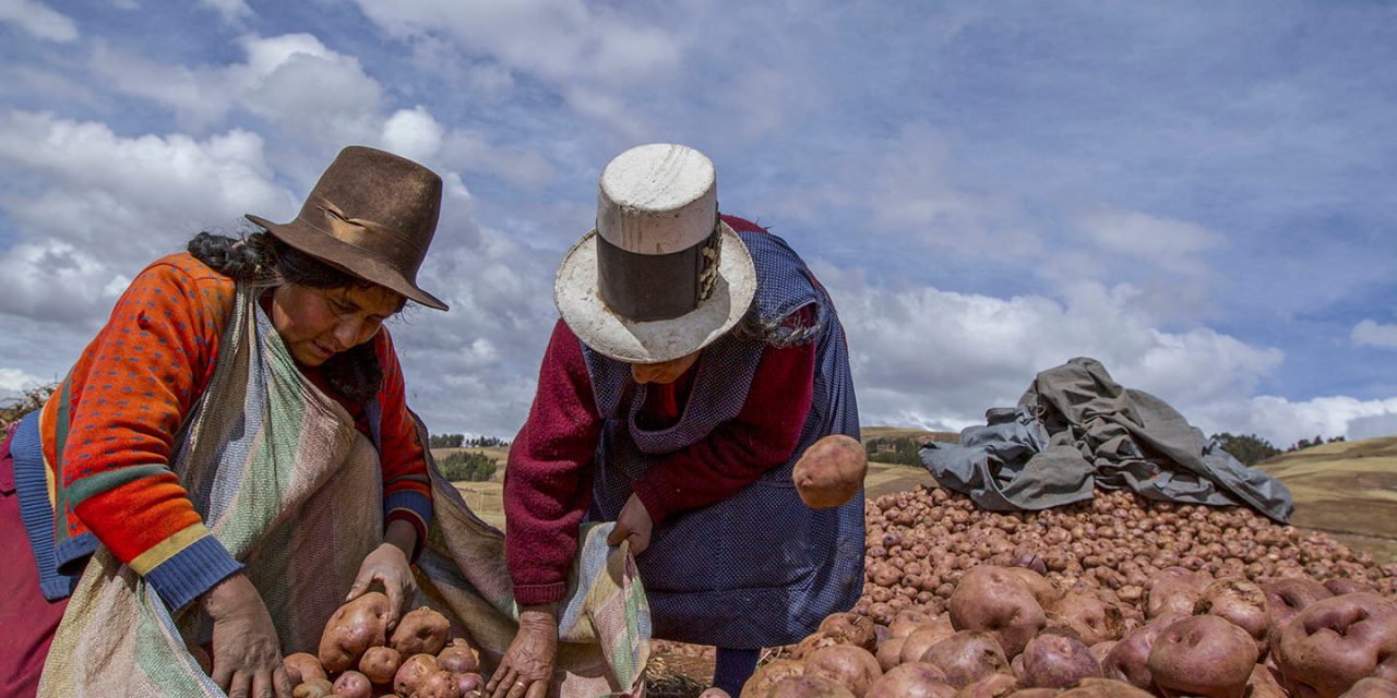 Negara Kentang Julukan Untuk Peru Sebagai Penemu Tanaman Ini