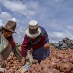 Negara Kentang Julukan Untuk Peru Sebagai Penemu Tanaman Ini