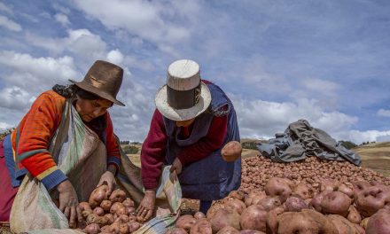 Negara Kentang Julukan Untuk Peru Sebagai Penemu Tanaman Ini