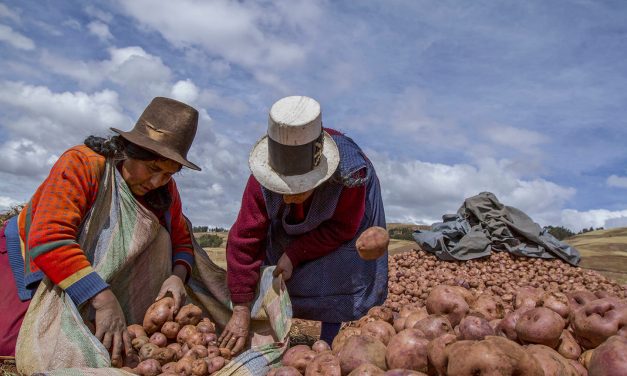Negara Kentang Julukan Untuk Peru Sebagai Penemu Tanaman Ini
