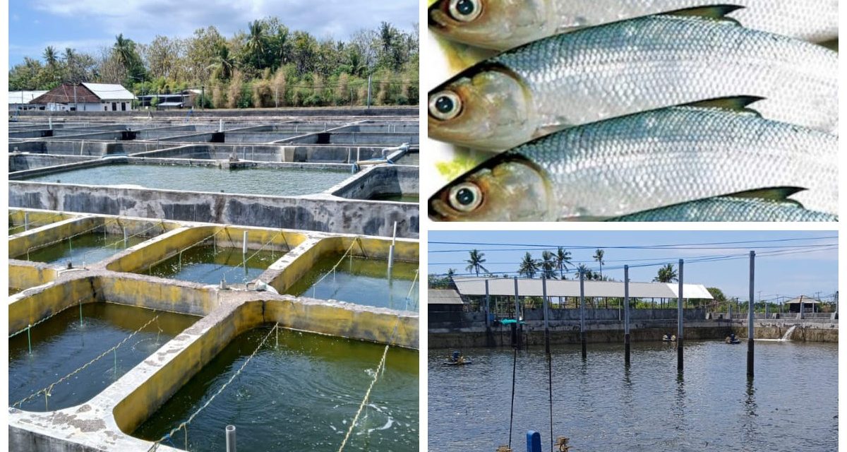 Bisnis Ikan Bandeng Opsi Peluang Komoditas Ekspor Yang Terbaik