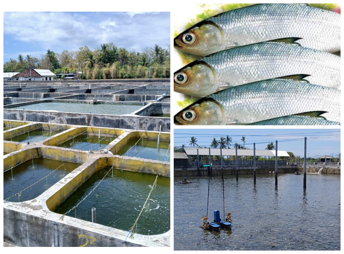 Bisnis Ikan Bandeng