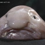 Blobfish Makhluk Laut Unik Dengan Penampilan Mengerikan