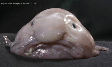 Blobfish Makhluk Laut Unik Dengan Penampilan Mengerikan