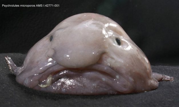 Blobfish Makhluk Laut Unik Dengan Penampilan Mengerikan