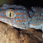 Hewan Tokek Jenis Reptil Di Kenal Dengan Suara Khasnya