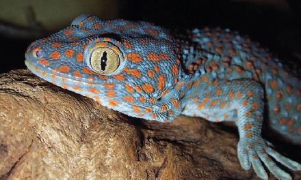 Hewan Tokek Jenis Reptil Di Kenal Dengan Suara Khasnya