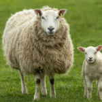 Kambing Domba Kawan Ternak Yang Berharga