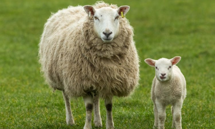 Kambing Domba Kawan Ternak Yang Berharga