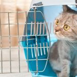 Aksesoris Untuk Kucing Yang Bisa Bikin Terlihat Gemas