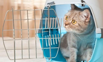 Aksesoris Untuk Kucing Yang Bisa Bikin Terlihat Gemas