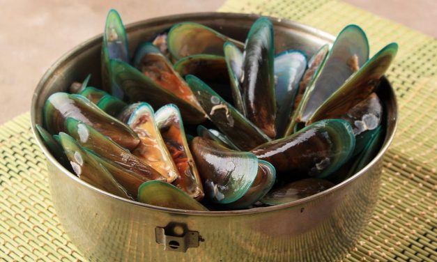 Kerang Hijau Termasuk Kelezatan Laut Yang Bergizi