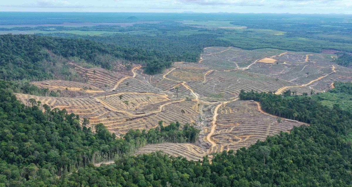 Penebangan Hutan Di Kalimatan Masih Terus Menjadi Isu Hangat