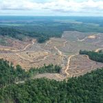 Penebangan Hutan Di Kalimatan Masih Terus Menjadi Isu Hangat