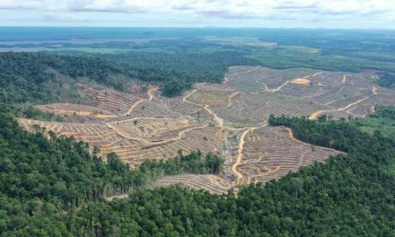Penebangan Hutan Di Kalimatan Masih Terus Menjadi Isu Hangat