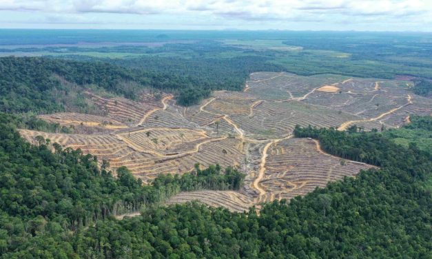 Penebangan Hutan Di Kalimatan Masih Terus Menjadi Isu Hangat