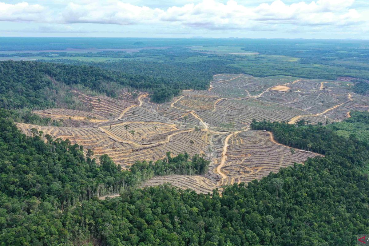 Penebangan Hutan