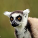 Spesies Lemur Yang Hanya Ada Di Pulau Madagaskar