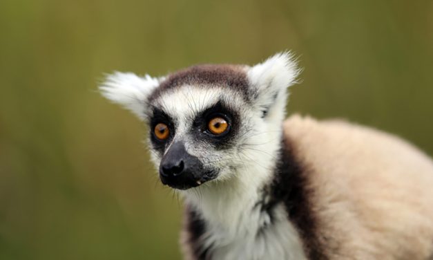Spesies Lemur Yang Hanya Ada Di Pulau Madagaskar