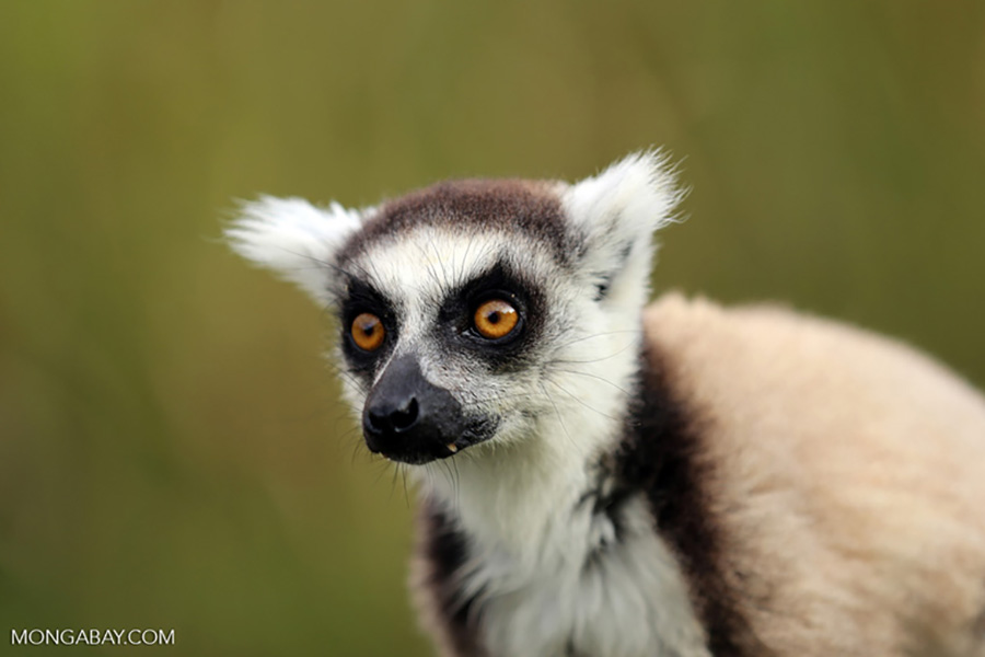 Spesies Lemur